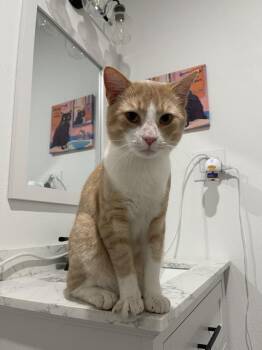 Domestic Short Hair Cats Available for Adoption in Dallas, Texas - Monferno | PetCurious