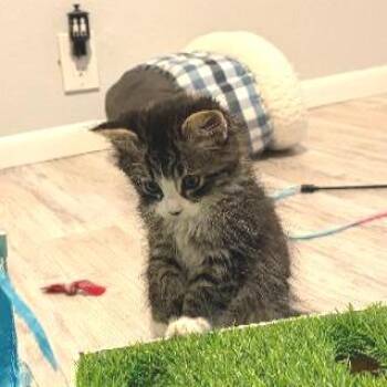 Gypsy -  Domestic Long Hair Cat for Adoption in Denver, Colorado - Gypsy | PetCurious