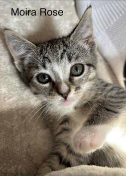 **2026-61A Moyra Rose -  Domestic Short Hair Cat for Adoption in Windsor, Connecticut - **2026-61A Moyra Rose | PetCurious