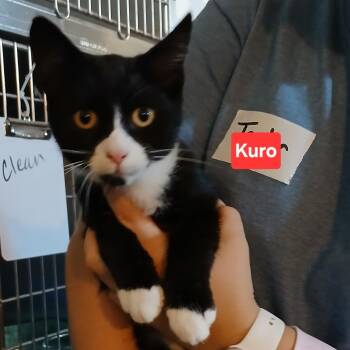 Apollo C11992 -  Domestic Short Hair Cat for Adoption - Apollo C11992 | PetCurious