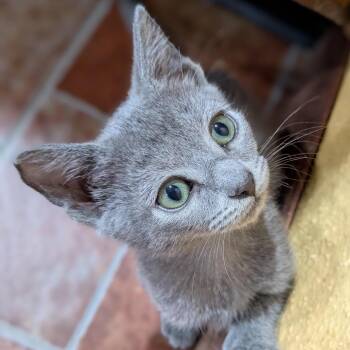 Timber -  Domestic Short Hair Cat for Adoption in Houston, Texas - Timber | PetCurious