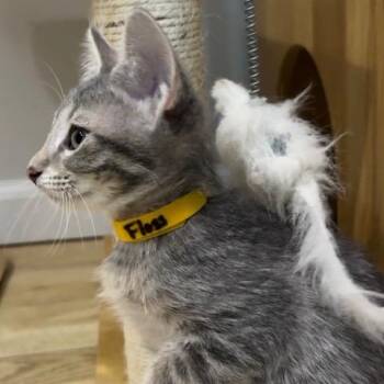 Floss -  Domestic Short Hair Cat for Adoption in Normal, Illinois - Floss | PetCurious