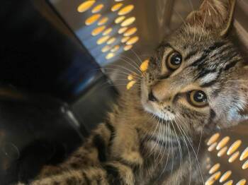Fly -  Domestic Short Hair Cat for Adoption in Bolivar, Missouri - Fly | PetCurious