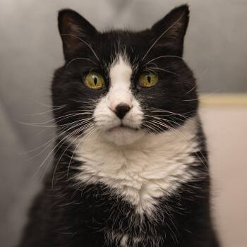 Rescue Domestic Short Hair Cats for Adoption in Kirkland Lake, Ontario - Patrick | PetCurious