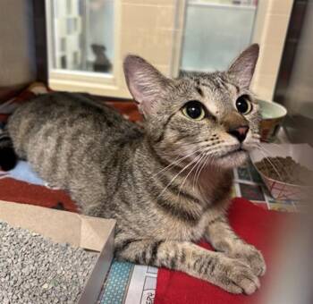 Sheba A219992 -  Domestic Short Hair Cat for Adoption in Plano, Texas - Sheba A219992 | PetCurious