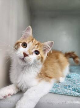 Benny #6 -  Domestic Long Hair Cat for Adoption in Westfield, Wisconsin - Benny #6 | PetCurious