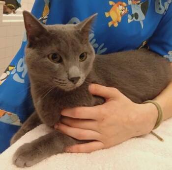 Louis -  Domestic Short Hair Cat for Adoption in Palm Coast, Florida - Louis | PetCurious