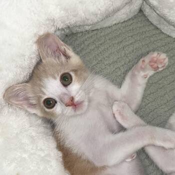 Rigby -  Domestic Short Hair Cat for Adoption in Santa Ana, California - Rigby | PetCurious