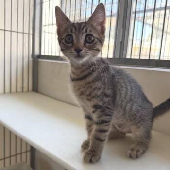 Nutmeg -  Domestic Short Hair Cat for Adoption in Goleta, California - Nutmeg | PetCurious