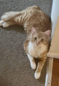 Domestic Medium Hair Cats Available for Adoption in Andover, Connecticut - Marx | PetCurious