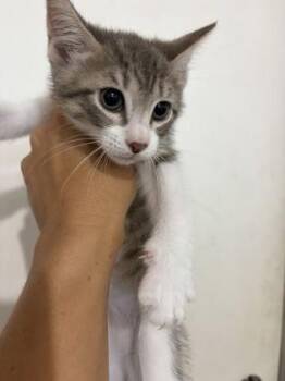 Coors Light -  Domestic Short Hair Cat for Adoption in Key West, Florida - Coors Light | PetCurious