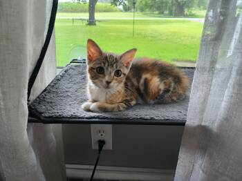 Chelsea -  Domestic Short Hair Cat for Adoption in Wheaton, Illinois - Chelsea | PetCurious