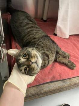 Domestic Short Hair Cats Available for Adoption in Montreal, Quebec - Gros Minet | PetCurious
