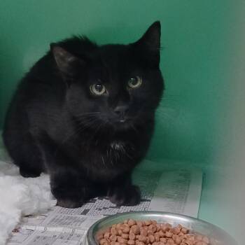 BlackJack -  Domestic Short Hair Cat for Adoption - BlackJack | PetCurious