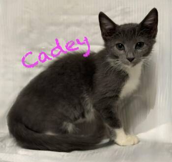 Cadey -  Domestic Short Hair Cat for Adoption in Pawleys Island, South Carolina - Cadey | PetCurious