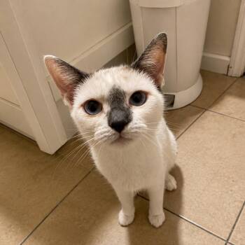 Anastasia -  Siamese and Domestic Short Hair Cat for Adoption in Tustin, California - Anastasia | PetCurious
