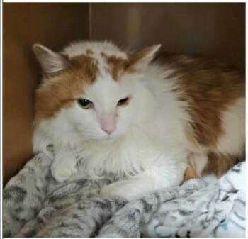 Otis -  Domestic Long Hair Cat for Adoption in Greenfield, Indiana - Otis | PetCurious