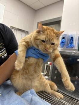 Colby (Leo) -  Domestic Short Hair Cat for Adoption in Gastonia, North Carolina - Colby (Leo) | PetCurious