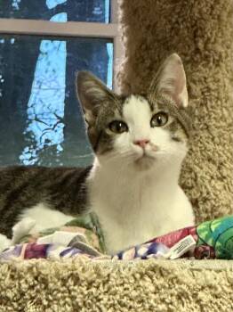 Domestic Short Hair Cats Available for Adoption - Odie Bean | PetCurious