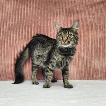 Lana -  Domestic Long Hair Cat for Adoption in Benld, Illinois - Lana | PetCurious