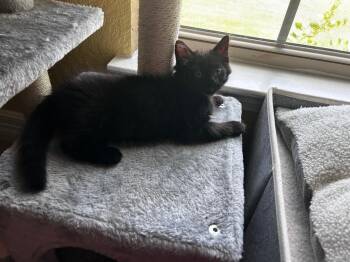 Raven -  Domestic Short Hair and Bombay Cat for Adoption in San Antonio, Texas - Raven | PetCurious
