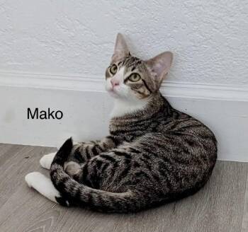 Mako -  Domestic Short Hair Cat for Adoption in Safety Harbor, Florida - Mako | PetCurious