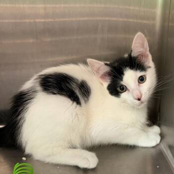 Woody -  Domestic Short Hair Cat for Adoption in Calverton, New York - Woody | PetCurious