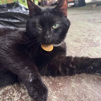 Kruger -  Domestic Medium Hair Cat for Adoption in Charleston, West Virginia - Kruger | PetCurious