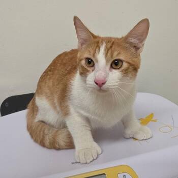 Crikey -  Domestic Short Hair Cat for Adoption in Phoenix, Arizona - Crikey | PetCurious