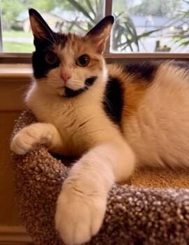 Rescue Domestic Short Hair Cats for Adoption in San Antonio, Texas - Cleo | PetCurious