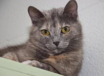 Smoosh -  Dilute Tortoiseshell Cat for Adoption in Euclid, Ohio - Smoosh | PetCurious