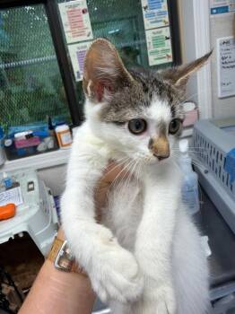 Birch -  Domestic Short Hair Cat for Adoption in Pomona, New York - Birch | PetCurious