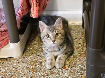 Conway -  Domestic Short Hair Cat for Adoption in Fairhope, Alabama - Conway | PetCurious