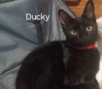 Rescue Domestic Short Hair Cats for Adoption in Niles, Michigan - Ducky | PetCurious