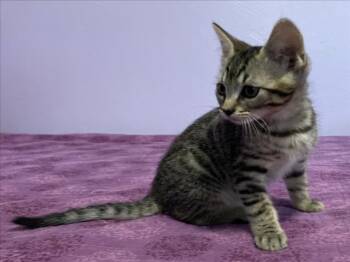 *BLACK BART -  Domestic Short Hair Cat for Adoption in Woodland, California - *BLACK BART | PetCurious