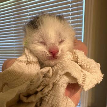 Domestic Short Hair Cats Available for Adoption in Bentonville, Arkansas - Sage | PetCurious