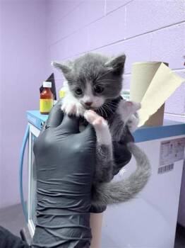 61136526 -  Domestic Medium Hair Cat for Adoption in El Paso, Texas - 61136526 | PetCurious