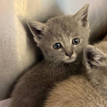 Hemera (blue collar) -  Domestic Short Hair Cat for Adoption in Raleigh, North Carolina - Hemera (blue Collar) | PetCurious