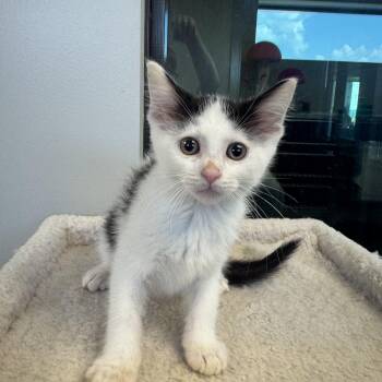 Josephine -  Domestic Short Hair Cat for Adoption in Liberty, Missouri - Josephine | PetCurious