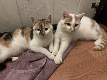 Princess & Sunshine (bonded sisters) -  Domestic Short Hair Cat for Adoption in Greenwood, Indiana - Princess & Sunshine (bonded Sisters) | PetCurious