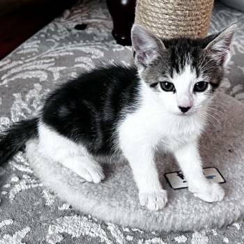 Bacon -  American Shorthair Cat for Adoption in Bethel, Connecticut - Bacon | PetCurious