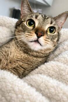 Domestic Short Hair Cats Available for Adoption in Columbia, Tennessee - Walter | PetCurious