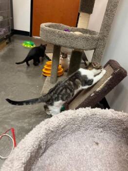 Tabby Cats Available for Adoption - MISO | PetCurious