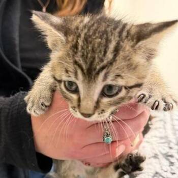 Dot -  Domestic Short Hair Cat for Adoption in Driggs, Idaho - Dot | PetCurious