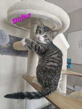 Domestic Short Hair Cats Available for Adoption in Kitchener, Ontario - Dafne | PetCurious