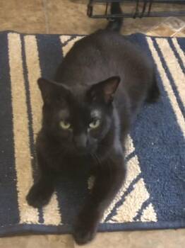 Rescue Domestic Short Hair Cats for Adoption in Lincolnwood, Illinois - Noelle | PetCurious