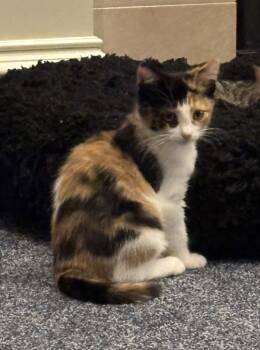 Mila -  Calico Cat for Adoption in Macomb, Michigan - Mila | PetCurious
