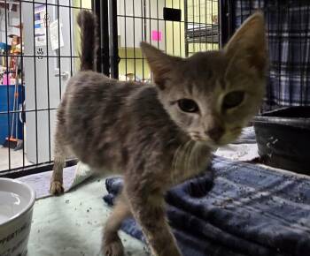 Heat Stroke -  Domestic Short Hair Cat for Adoption in Auburn, Indiana - Heat Stroke | PetCurious