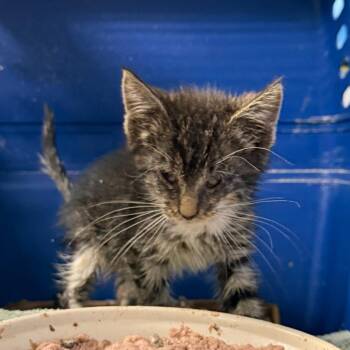 Ocular Verde -  Domestic Short Hair Cat for Adoption in Trenton, New Jersey - Ocular Verde | PetCurious