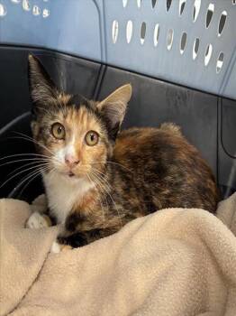 A136747 -  Domestic Short Hair Cat Available for Adoption in Palmetto, Florida - A136747 | PetCurious